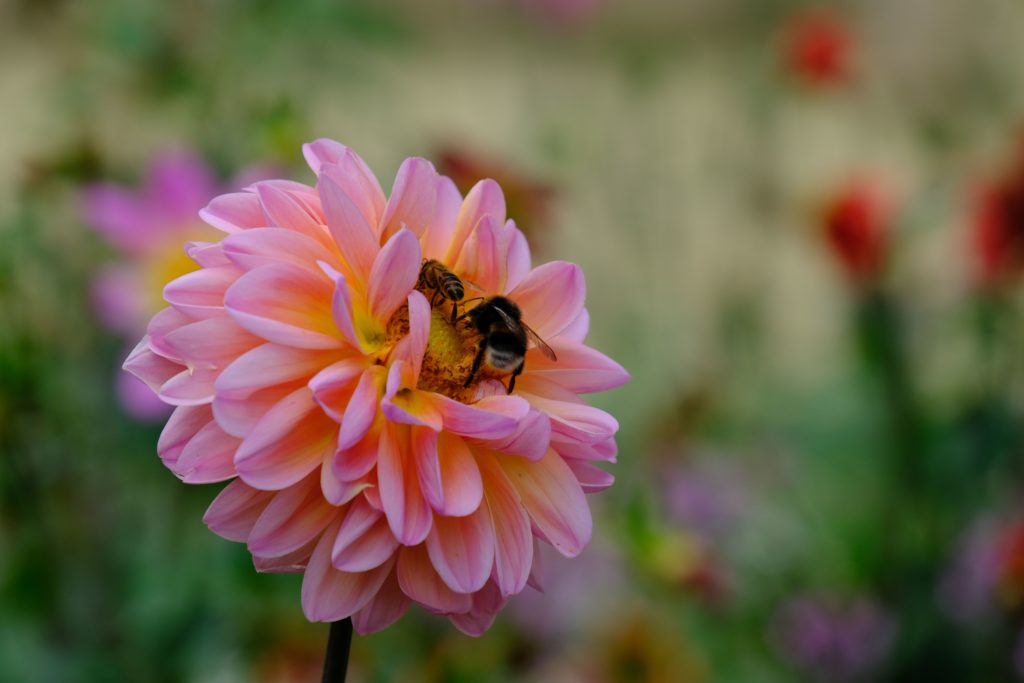 Eine Biene bestäubt eine Blüte