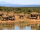 Elefantenherde in Afrika