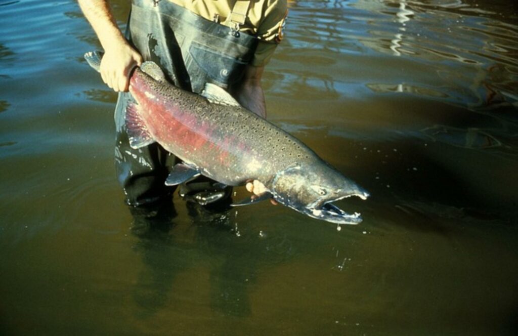 Fischer mit Chinook Lachs
