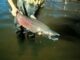 Fischer mit Chinook Lachs