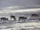 Umherziehende Rentiere in schneebedeckter Landschaft