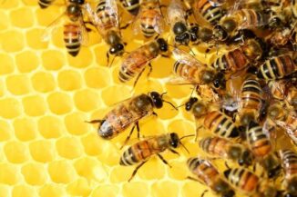 Insekten wie diese Bienen in ihrem Korb sollen geschützt werden