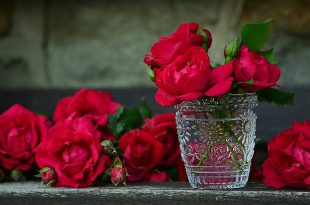 frisch geschnittene Rote Rosen