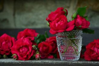 frisch geschnittene Rote Rosen
