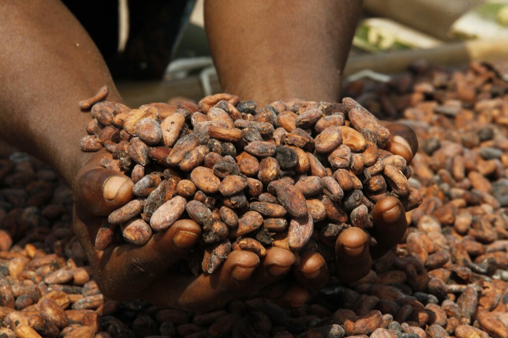 Trocknung von Kakao-Bohnen