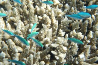ausgebleichte Korallen im Great Barrier Reef