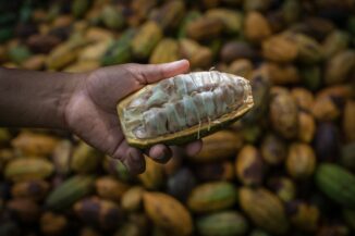 Ernte von Kakaofrüchten