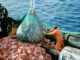 Hochseefischer bringen ihren Fang an Bord eines Trawlers
