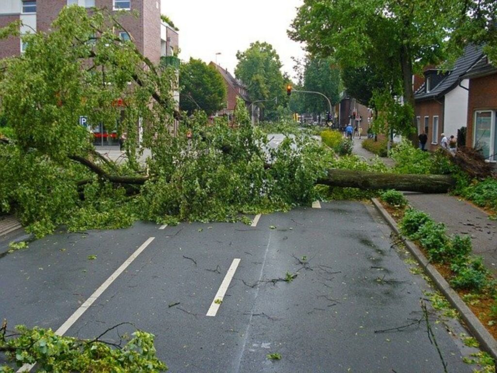 Ein umgestürzter Baum blockiert eine Straße