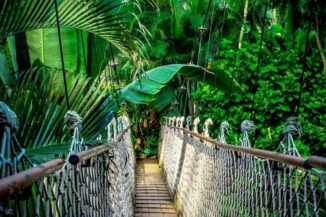 Hängebrücke im Regenwald am Amazonas