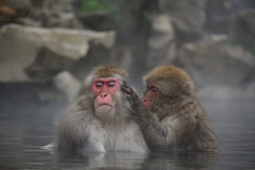 Makaken baden in japanischer Heißquelle