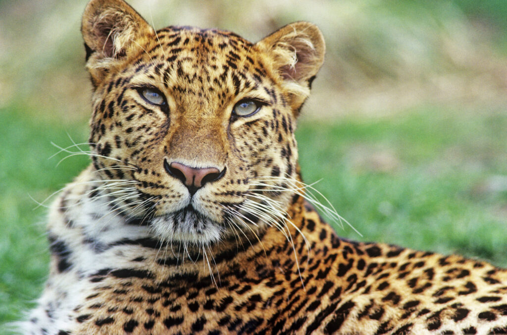 Armur-Leopard