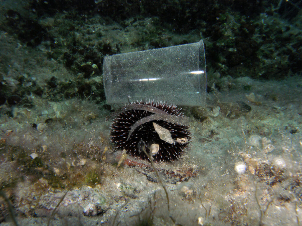 Ein Plastikbecher hat sich auf einem Seeigel verhakt, ein Sinnbild für die gravierende Plastikverschmutzung der Ozeane