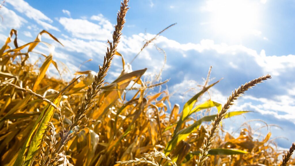 Der Klimawandel mit Hitze und Dürre lässt das Getreide verdorren