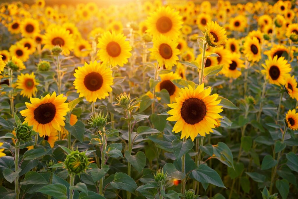 Sonnenblumenfeld - das Angebot einzelner Nahrungsmittel wie Speiseöl aus Sonnenblumenkernen schrumpft