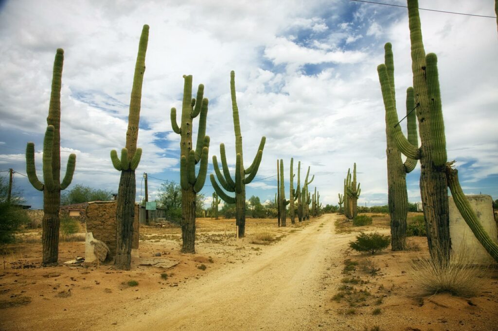 Sarguaro-Kakteen säumen einen Schotterweg in Arizona