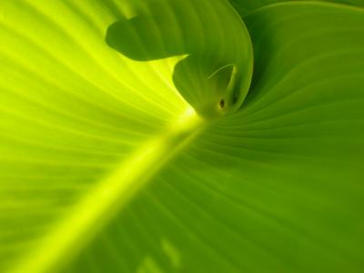 Photosynthese Wasserstoff erzeugen wie die Natur (Klicker/pixelio.de)