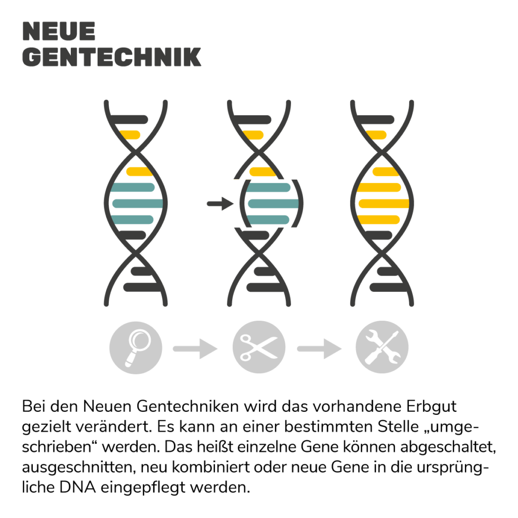 Grafik: Funktionsweise der Neuen Gentechnik (NGT)