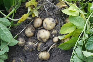 Forscher schreiben mittels Neuer Gentechnik das Erbgut zum Beispiel von Kartoffelpflanzen um