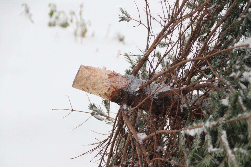 Weihnachtsbaum, bereit zur Entsorgung Wärmt nicht nur Kinderherzen (Alexander Fox/Pixabay)