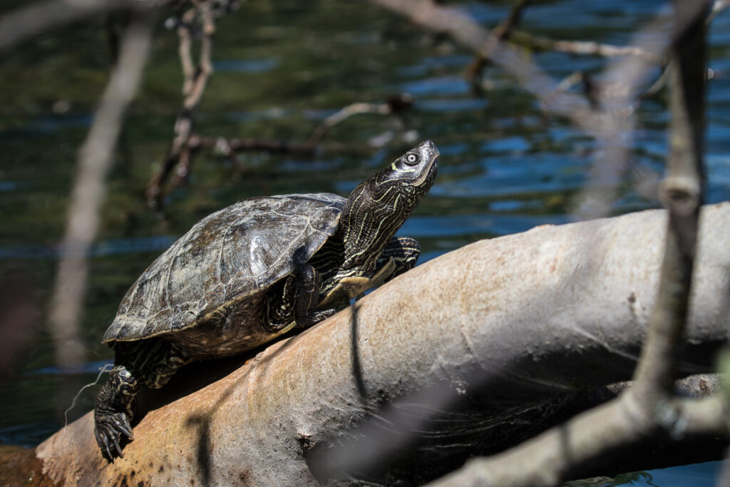 Nordamerikanische Schildkröte auf einem Baumstamm - steigende Temperaturen begünstigen die Vermehrung der invasiven Art. Der Klimawandel hat viele ökologische Folgen 