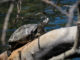 Eine nordamerikanische Schildkröte sonnt sich auf einem Ast an einem Gewässer: Der Klimawandel hat massive ökologische Folgen