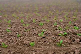 Planzensetzlinge auf einem Acker: Eine regenerative Landwirtschaft hält den Boden gesund und schützt ihn vor Erosion