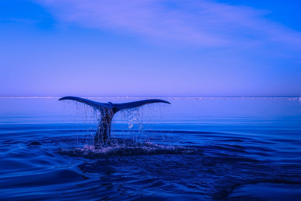 Wal beim Tauchgang:  Artenschutz im Wartestand (Foto: David Mark / pixabay)