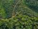 Zertifizierte Palmöl-Plantage auf Borneo: Schonende Eingriffe in den Regenwald zur Klimarettung