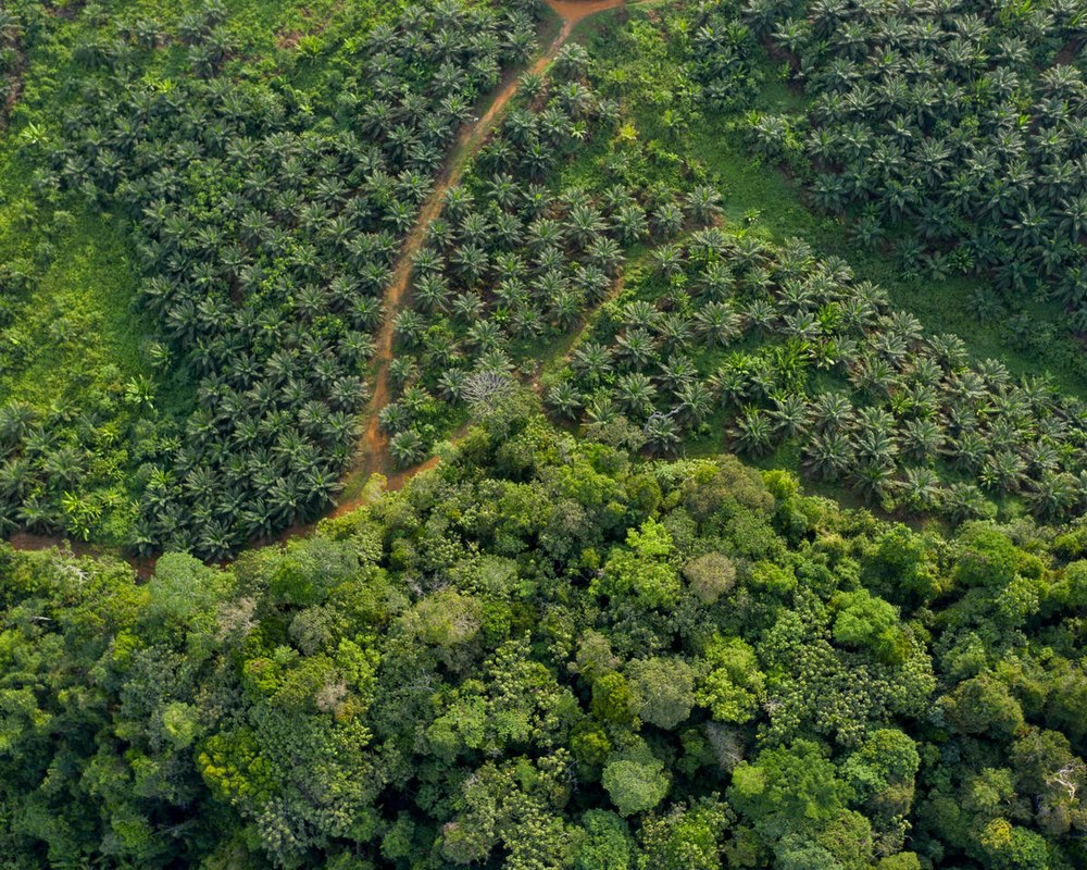 Zertifizierte Palmöl-Plantage auf Borneo: Schonende Eingriffe in den Regenwald zur Klimarettung