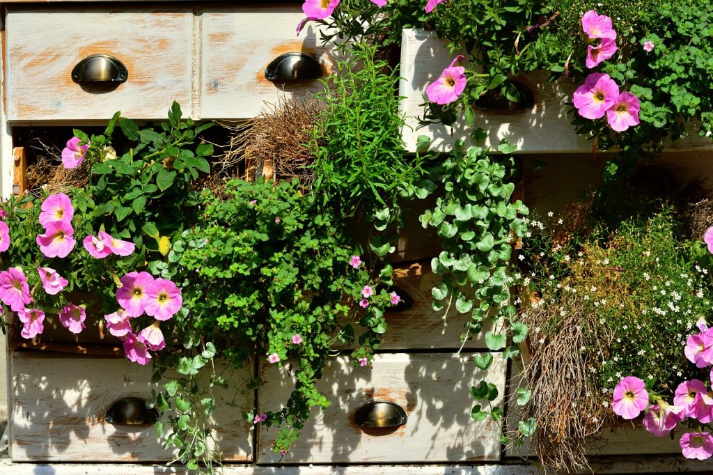 Auf einem insektennützlichen Balkon blühen Wildblumen und Wildkräuter
