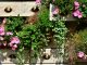 Auf einem insektennützlichen Balkon blühen Wildblumen und Wildkräuter