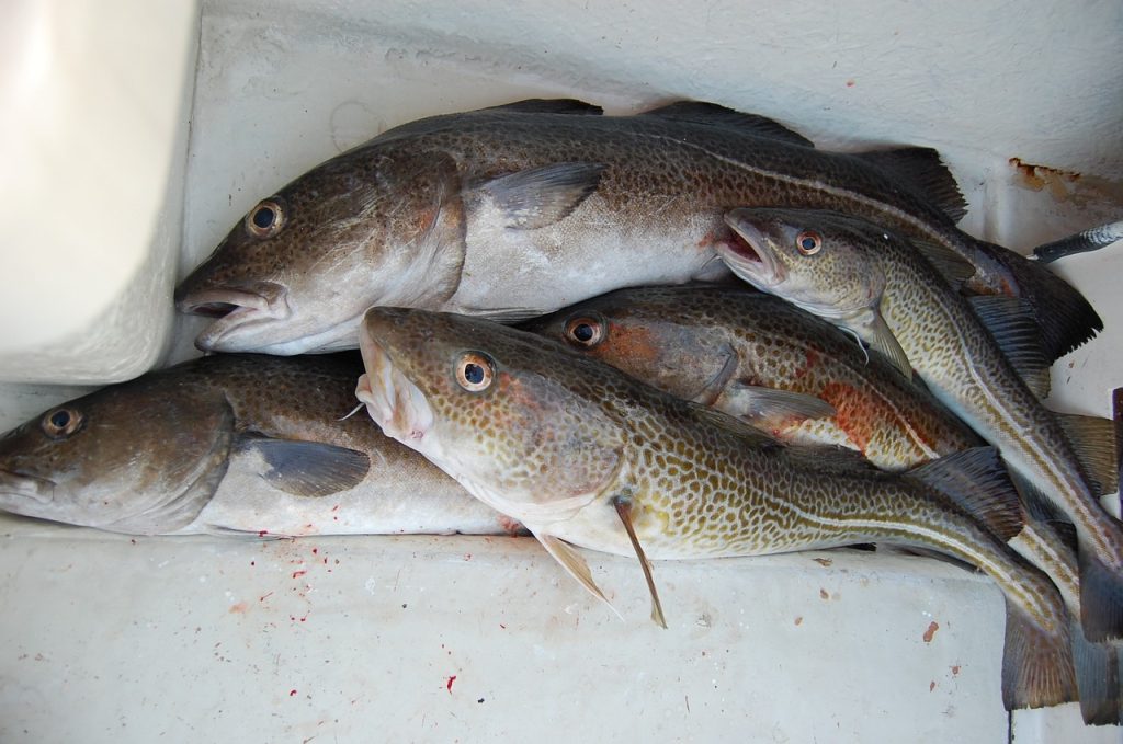 Frisch gefangener Kabeljau - die Fische verlieren seit Jahren an Größe