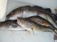 Wichtige Fische für die Ernährung der Weltbevölkerung wie der Kabeljau verlieren stetig an Größe
