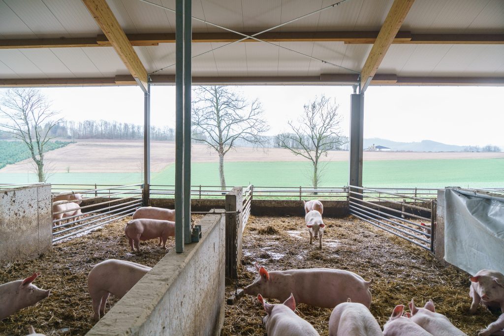 Frischluftstall für Schweine in der künftigen Haltungsform 3 nach Tierwohl-Label