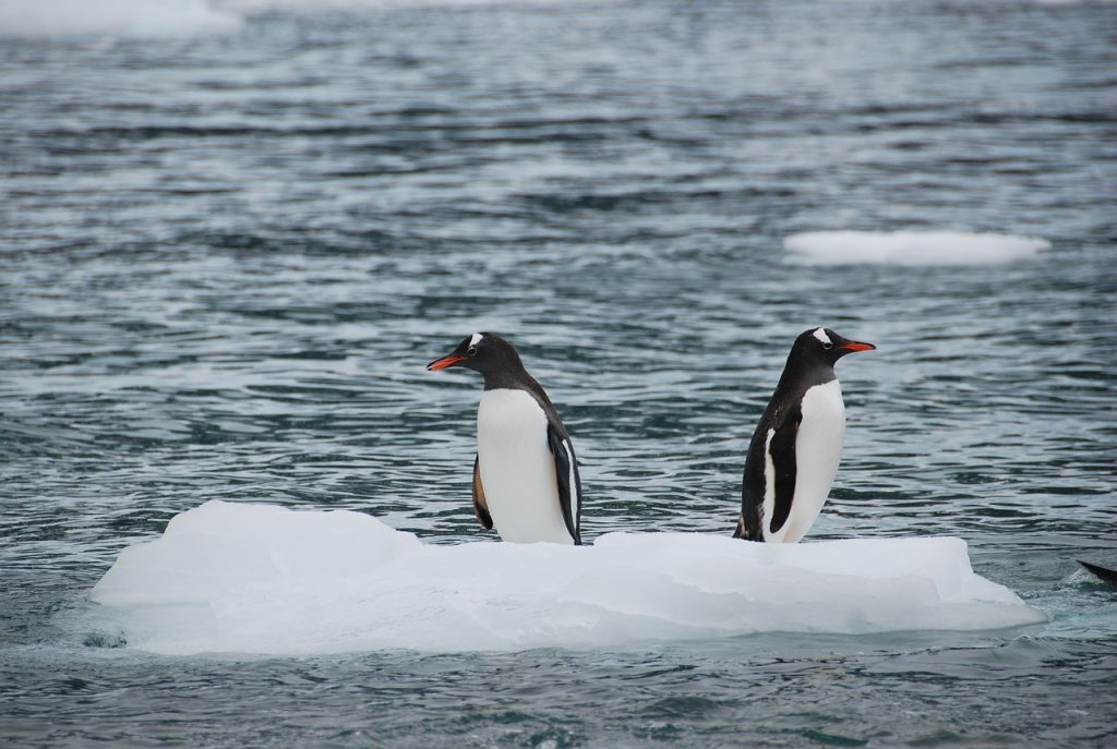 Nicht nur bei der Eisschmelze in der Antarktis rücken die Kipppunkte näher, Pinguine auf einer Eisscholle