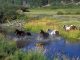 Pferde einer Ranch im US-Bundesstaat Montana: Wegweisendes Urteil zum Klimaschutz