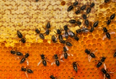 Bienen Das israelische Startup Beehero will Bienenstöcke retten (gnubier/pixelio.de)