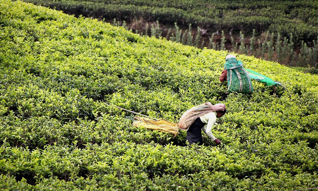 Teepflückerinnen bei der Ernte: EU arbeitet an Importsperre für Produkte aus Zwangsarbeit