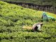 Teepflückerinnen bei der Ernte: EU arbeitet an Importsperre für Produkte aus Zwangsarbeit