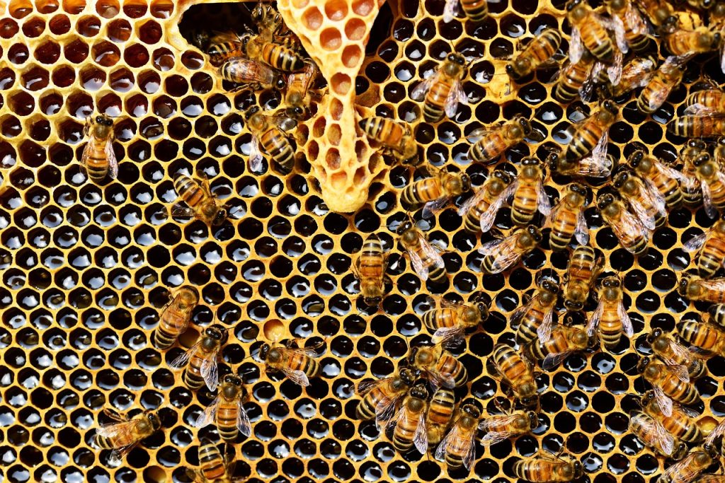 Missbrauch von Bienen: Beewashing soll Unternehmen helfen, sich mit Hilfe von Honigbienen ein grünes friedfertiges Image zu geben (Foto: PollyDot / pixabay)