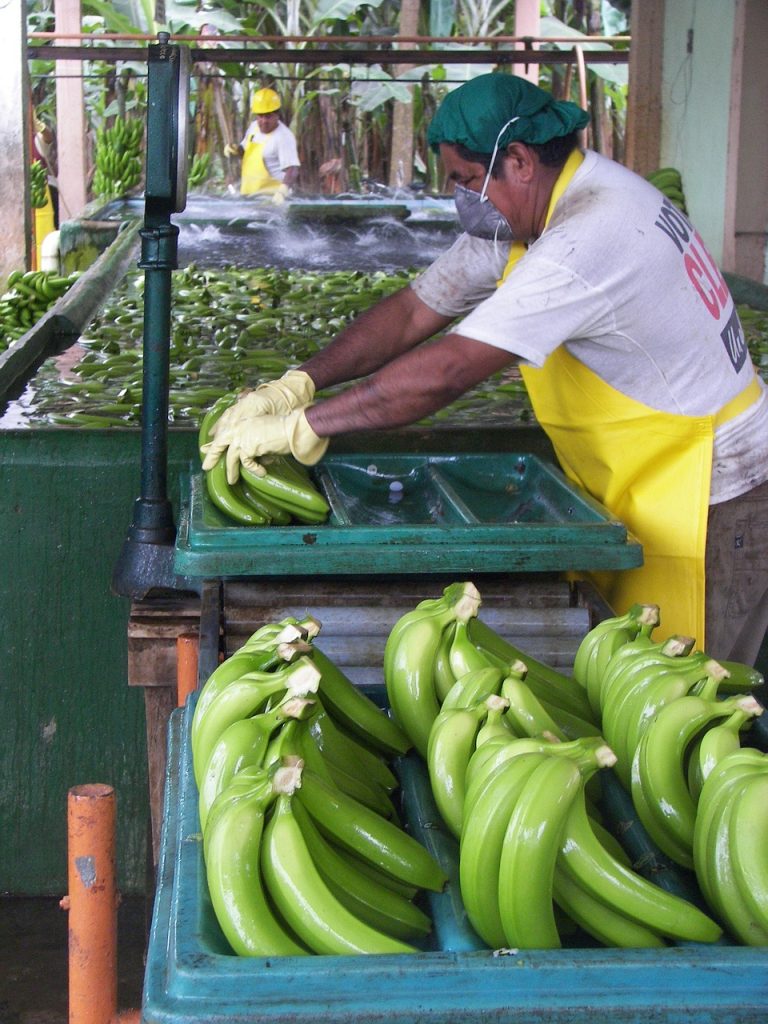 Bananenwäsche in Ecuador: Beschwerde gegen Edeka und REWE wegen Menscherechtsverstößen - Unternehmen widersprechen (Foto: Fruchthandel_Magazin / pixabay)