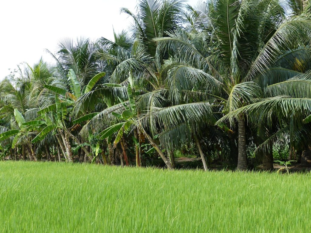 Reisfeld in Indien Andhra Pradesh legt den Schalter in Richtung Öko-Landbau um (falco/Pixabay)
