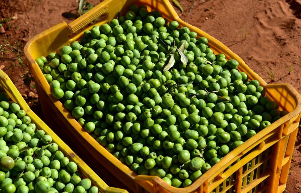 Kisten mit frisch geernteten Oliven - Olivenöl ist knapp und teuer geworden