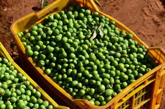 Frisch geerntete Oliven in Kisten: Die Ernteträge schrumpfen, die Preise für Olivenöl explodieren.