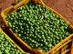 Frisch geerntete Oliven in Kisten: Die Ernteträge schrumpfen, die Preise für Olivenöl explodieren.